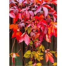 Mythriva Nura Botanik Amerikan Sarmaşığı Peyzaj Bitkisi, 60-80 Cm, Bahçe Sarmaşığı, Çok Renkli