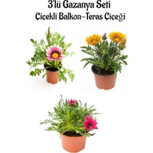 Mythriva Gardenbox Gazanya Çiçeği, 3 Adet Saksılı, 10-20 Cm, Pembe-Beyaz-Sarı Renk, Balkon Çiçeği