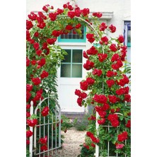 Mythriva Gardenbox Açık Kırmızı Sarmaşık Yediveren Gül Fidesi, Saksılı, 50-80CM, Çok Renkli