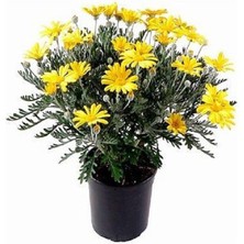 Mythriva Serada Decor & Plant Sarı Çalı Papatyası Kokulu, 20-30 Cm, 1 Adet Saksı, Dış Mekan Bitkisi Coreopsis