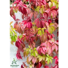Mythriva Serada Decor & Plant Amerikan Duvar Sarmaşığı, 50-75 Cm, Saksılı, Canlı Bitki, Kırmızı