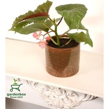 Mythriva Nura Botanik Çilli Begonya Çiçeği, 8,5 Saksılı, 10-20 Cm, 1 Adet