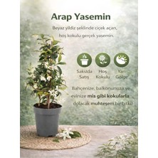 Mythriva Bitkim Sende Arap Yasemin Fidanı, Yoğun Kokulu, 40-60CM, Saksılı