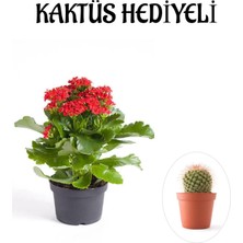 Mythriva Nura Botanik Kırmızı Kalanşo Çiçeği, Kaktüs Hediyeli, Çiçekli Bodur Bitki