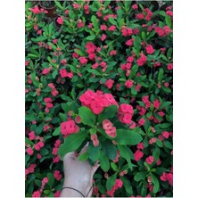 Mythriva Bitkim Sende Dikenler Tacı Kırmızı Çiçekli Saksılı 20-30CM Salon Bitkisi, Euphorbia