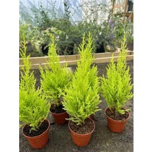 Mythriva Serada Decor & Plant Limon Çamı Fidanı, 40 Adet, Tüplü, Mini Boy 15-30CM, Bahçe Çit Bitkisi