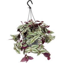 Mythriva Serada Decor & Plant Tradescantia Zebrina Makrome Saksılı Telgraf Çiçeği