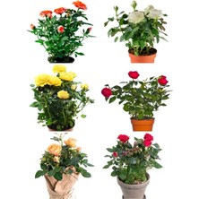 Mythriva Videolu Yediveren Gül Seti (50 60 Cm) 5 Adet (Sarı Kırmızı Beyaz Pembe Turuncu) "multiflora Rose"
