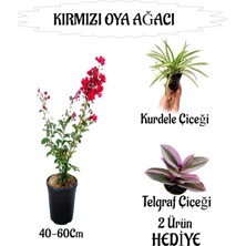 Mythriva Serada Decor & Plant Kırmızı Oya Ağacı Fidanı, Saksılı, 40-60CM, Kurdele Çiçeği ve Telgraf Çiçeği Hediyeli