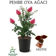 Mythriva Gardenbox Pembe Oya Ağacı, Dış Mekan Saksılı, 30-60 Cm, Yaprak Güzeli Hediyeli