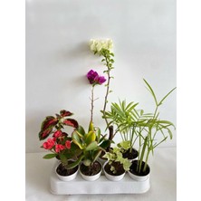 Mythriva Serada Decor & Plant 8'li Bitki Seti, Kırmızı Begonvil, Yaprak Güzeli, Para, Hedera, Japon Şemsiyesi, Areka