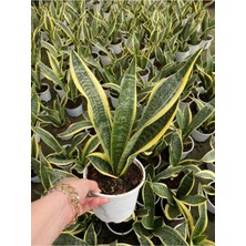 Mythriva Serada Decor & Plant Sarı Renkli Paşa Kılıcı Kılıç Çiçeği, 1 Adet, Saksılı, 25-40CM, Iç Mekan Bitkisi