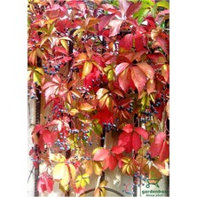 Mythriva Serada Decor & Plant Renk Değiştiren Duvar Sarmaşığı, 30-60 Cm, 3 Adet Saksılı