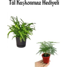 Mythriva Nura Botanik Tül Kuşkonmaz Hediyeli Bitkisi, Anneler Gününe Özel