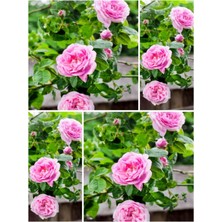 Mythriva Serada Decor & Plant Yediveren Açık Pembe Kokulu Aşılı Gül, 30-60 Cm, 2 Adet