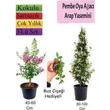 Mythriva Serada Decor & Plant Pembe Oya Ağacı, Arap Yasemini, Buz Çiçeği Hediyeli, Çok Renkli, 3'lü Set