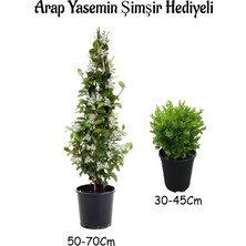 Mythriva Gardenbox Mis Kokulu Arap Yasemin Çiçeği Fidanı, Saksılı Dış Mekan Bitkileri, 50-70 cm