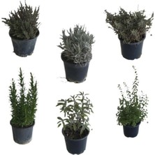 Mythriva Serada Decor & Plant Aromatik Bitkiler, 6'lı Set, Lavanta, Lavantin, Biberiye, Kekik, Adaçayı, Mercan Köşk