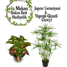 Mythriva Nura Botanik Japon Şemsiyesi 40-60CM Saksılı + Yaprak Güzeli Çiçeği Saksılı Salon Seti