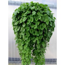 Mythriva Nura Botanik Dichondra Repens Fare Kulağı Çiçeği Kundura Çimi Saksılı Zemin Örtücü