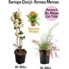 Mythriva Serada Decor & Plant Kartopu Çiçeği, Kırmızı Mercan, Sarı Gazanya Saksılı Bahçe Seti, Çok Renkli