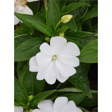 Mythriva Nura Botanik Beyaz Cam Güzeli Çiçeği, Yeni Gine Çiçeği (Impatiens New Guinea), 10-30CM, Saksılı