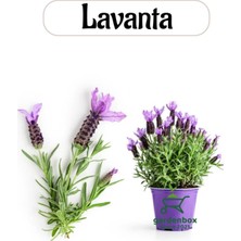 Mythriva Nura Botanik Aromatik Bitki Lavanta Fidesi, 1 Adet Saksılı, 20-30 Cm, Mor