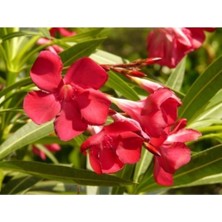 Mythriva Gardenbox Zakkum Çiçeği Fidanı, Kırmızı, 60-100 Cm, Tüplü, Dış Mekan