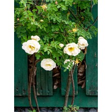 Mythriva Gardenbox Sarmaşık Gül Beyaz, Kokulu, 90-140 Cm, 1 Adet Saksılı Aşılı Gül