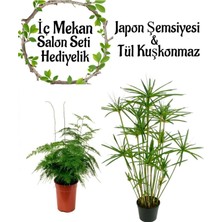 Mythriva Nura Botanik Japon Şemsiyesi 40-60 cm Saksılı + Tül Kuşkonmaz Çiçeği 15-25 cm Saksılı Set