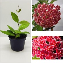 Mythriva Serada Decor & Plant Mum Çiçeği Fidesi Hoya Carnosa, Mis Kokulu Kırmızı, 9cm Saksıda