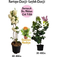Mythriva Nura Botanik Kartopu Çiçeği, Kokulu Leylak, Sarı Gazanya Saksılı Bahçe Seti, 3 Adet