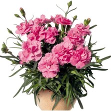 Mythriva Nura Botanik Kokulu Pembe Karanfil Çiçeği Fidanı, 15-30CM, Tüplü