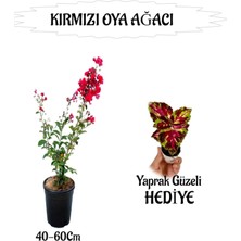 Mythriva Nura Botanik Kırmızı Oya Ağacı Fidanı Saksılı, 40-60 Cm, Yaprak Güzeli Hediyeli