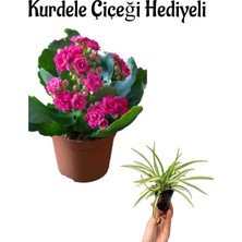 Mythriva Nura Botanik Pembe Kalanşo (Kalanchoe) Çiçeği, Hediyelik Kurdele Çiçeği