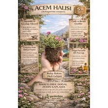 Mythriva Bitkim Sende Mezem Yer Örtücü Acem Halısı Çiçeği, 3 Adet Bahçe Peyzaj Seti