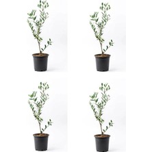 Mythriva Serada Decor & Plant Zeytin Fidanı, 4 Adet Saksılı, 50-70 Cm, 1. Kalite, Çok Yıllık