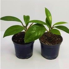Mythriva Nura Botanik Mum Çiçeği Fidesi Hoya Carnosa Kokulu, 9cm Saksıda, 2 Adet