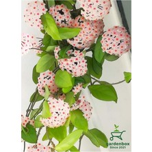 Mythriva Nura Botanik Kokulu Beyaz Renk Mum Çiçeği, 30-50 Cm, Saksılı Sarmaşık Bitki