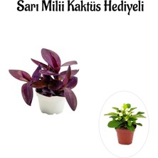Mythriva Nura Botanik Hediyelik Mor Telgraf Kara Sevda Çiçeği, Sarı Mili Hediyeli