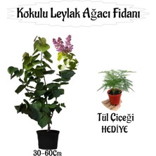 Mythriva Nura Botanik Kokulu Leylak Ağacı Fidanı Saksılı, 30-60 Cm, Çok Renkli + Tül Çiçeği Hediye