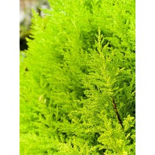 Mythriva Nura Botanik Limon Çamı Kokulu Limoni Selvi, 50-70 Cm, Saksılı Dış Mekan Ağacı, Cupressus Macrocarpa