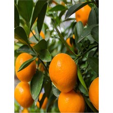 Mythriva Nura Botanik Primasol Mandalina Fidanı, 120-180CM, Saksılı Tüplü