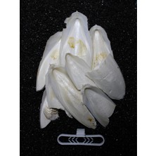 Mythriva Petistera Iri Parçalı Kırık Mürekkep Balığı (Kalamar) Kemiği 100 gr + Tutacak