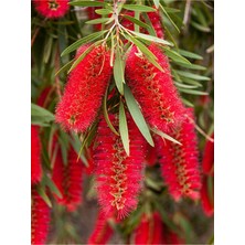 Mythriva Serada Decor & Plant Fırça Çalısı Fidanı, Callistemon Leavis, 50-70 Cm, Saksılı, Dış Mekan Ağacı