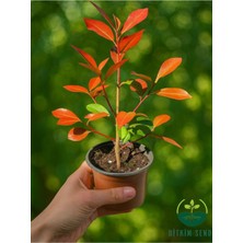 Mythriva Serada Decor & Plant Alev Ağacı Photinia Red Robin Fidanı, 20-30 Cm, Kırmızı