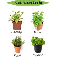 Mythriva Aromatik Kokulu Mutfak Seti Adaçayı+Nane+Kekik+Reyhan Fidesi 4 Adet