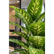Erhan Flowers Yoğun Yapraklı Premium Difenbahya 160-170 cm Yeşil-Sarı 34 Yapraklı