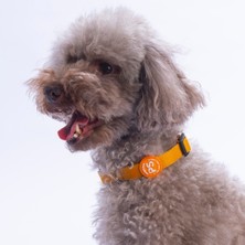 Pawstar Gold Köpek Boyun Tasması Ayarlanabilir Köpek Tasması