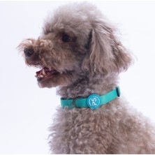 Pawstar Mint Köpek Boyun Tasması Ayarlanabilir Köpek Tasması